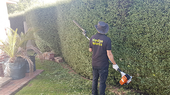 Hedge Trimming Tree Trimming