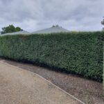 Hedge Trimming by Hedge Works