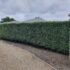 Hedge Trimming by Hedge Works